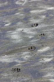 shapes in the sand - paw prints